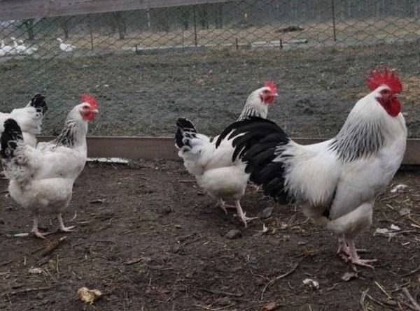 Инкубационное яйцо Доминант Суссекс
