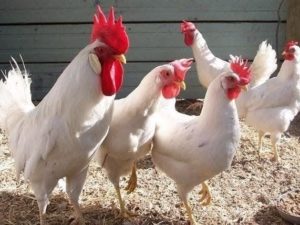 Инкубационное яйцо несушки Ломан Вайт